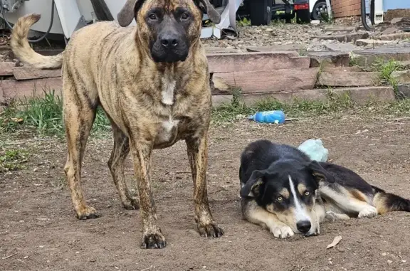 Lost Husky/Shepherd: Black & White in CO Springs