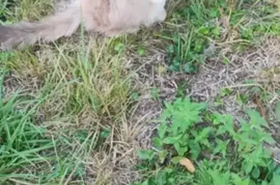 Chat trouvé Rue de la Mairie, La Rivière - photo