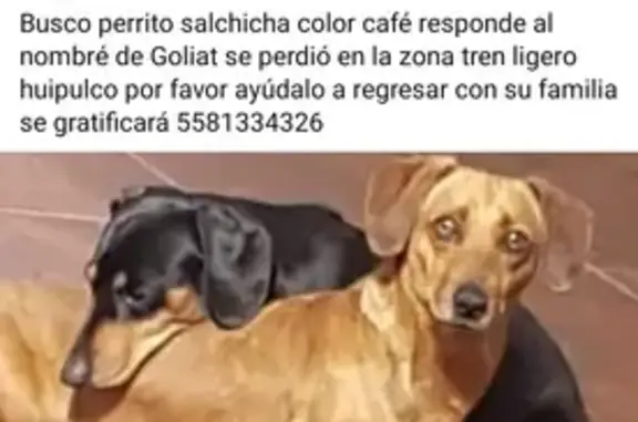 ¡Perro Salchicha Perdido en Calzada México-Xochimilco!