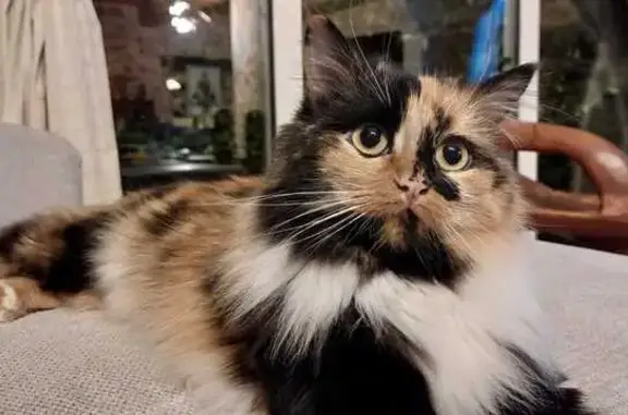 Animaux perdus , photo: Chatte tricolore disparue à Naillat
