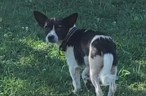 Lost Dog: Mixed Breed, White & Black Patches