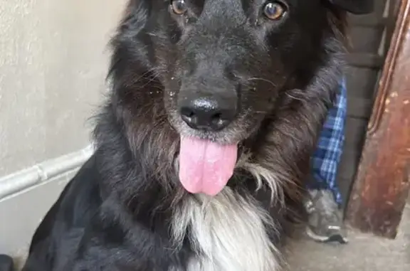 Found: Brown Long-Haired Dog, Easton