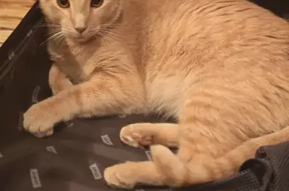 Lost Buff Tabby Cat Nova - Medford Area