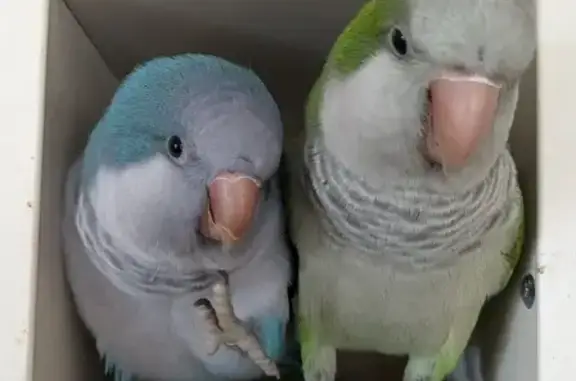 Lost Quaker Parrots in Launceston - Help Needed