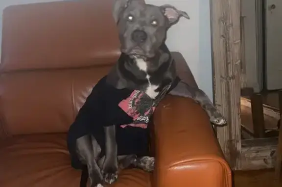 Missing Blue Nose Pit Bull on Baychester Ave