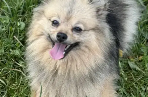 Chienne peureuse 2 ans perdue à La Motte - photo