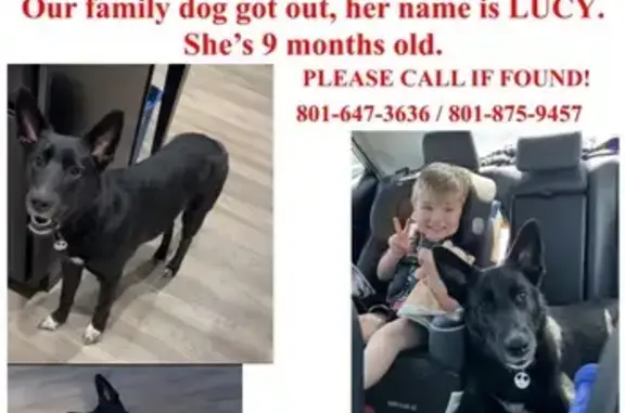 Lost Black Shepherd Puppy: Lucy, 9mo, Murray