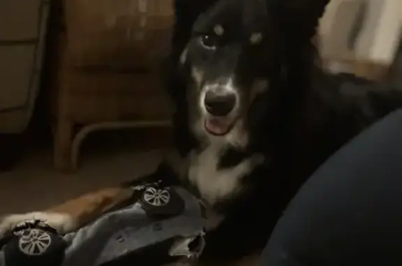 Lost Tri-Colored Aussie in Manakin-Sabot