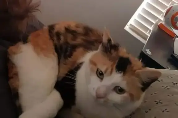 Missing 8yo Calico Cat in Joondalup