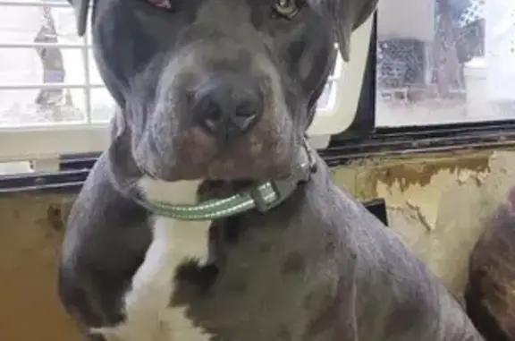 Lost Dog: Gray Duke, Microchipped & Fixed