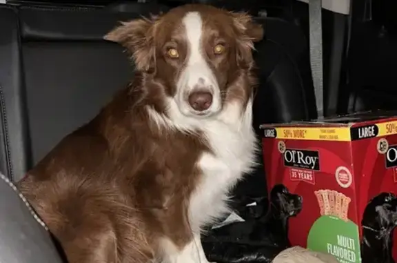 Missing Red & White Australian Shepherd