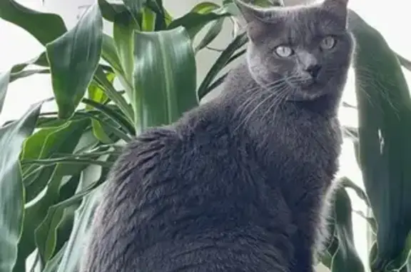 Lost Cat: Queeny, Gray w/ Green Eyes, Woodbridge