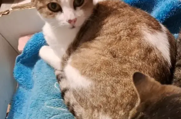 Animaux perdus Pouilly-les-Nonains, photo: Chatte disparue à Pouilly-les-Nonains