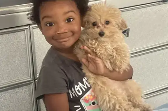 Lost Toy Poodle Daisy, $1000 Reward in N. Miami