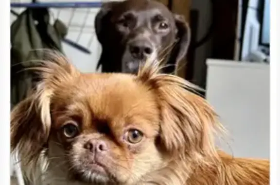 Chienne Pékinois perdue à Montpellier - photo