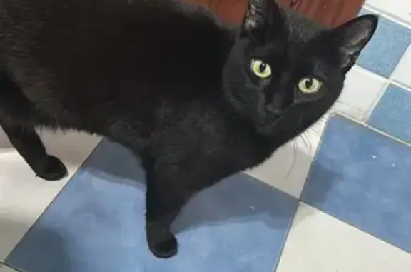 ¡Gato Negro Perdido en San Juan de Aznalfarache!