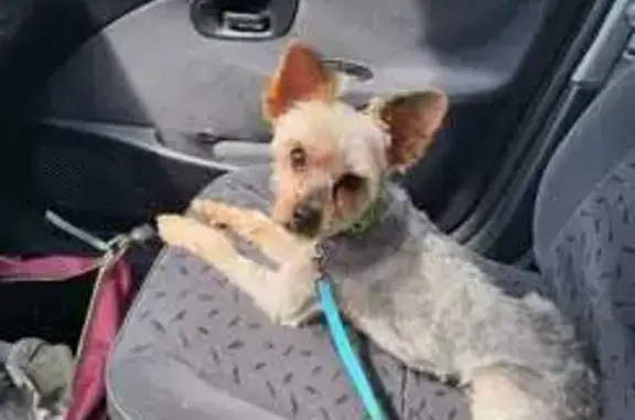 Chiens disparus à Saint-Goueno, aide SVP - photo