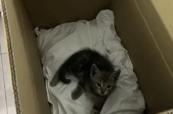 Chaton sociable trouvé à Reims, Impasse Marivaux - photo