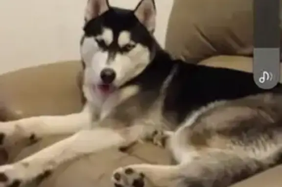 Chien perdu , photo : Husky perdu à Les Vans, Auvergne-Rhône-Alpes