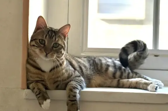 Animaux perdus , photo: Chat perdu à Besayes: mâle tigré, 1 an