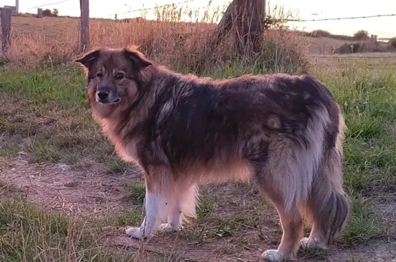Chien perdu Bourg-Blanc, photo : Chienne Malou disparue à Bourg-Blanc