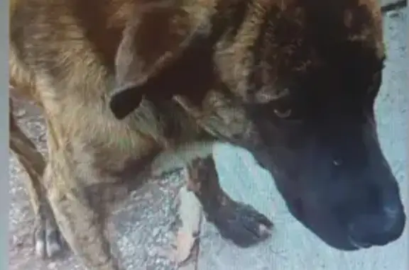 Perro perdido en Málaga: Llame al 692352596