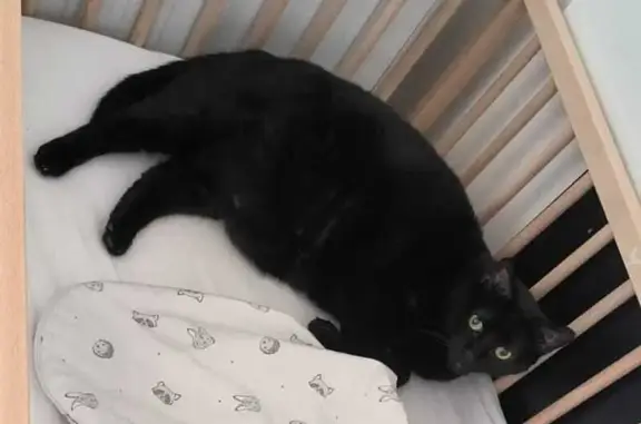Chat noir Luna perdu à Landunvez - photo