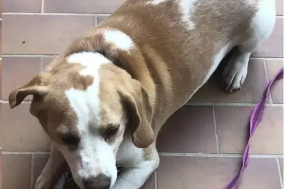 Chien trouvé avec collier FBI à St-Paul-de-Vence - photo