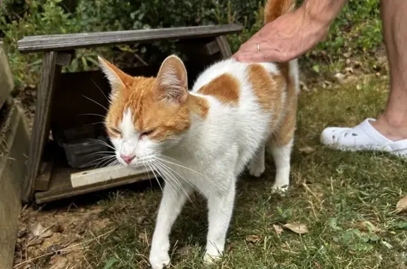 Chat trouvé La Roche-sur-Yon, photo: Chat mâle affectueux trouvé Impasse Farfadets