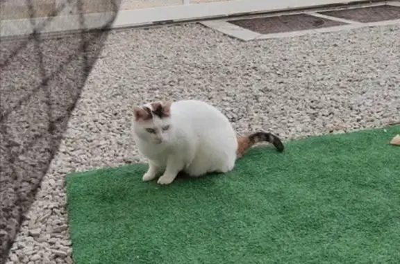 Animaux perdus Troyes, photo: Chatte tricolore dodue disparue à Troyes
