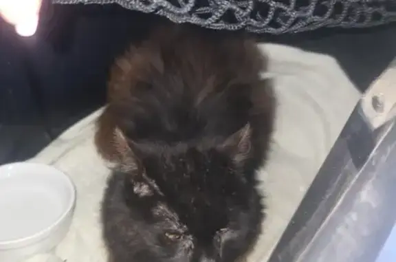 Chatte noire trouvée, maigre, Rue du Tardenois - photo