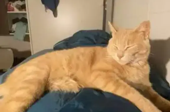 Animaux perdus Fouesnant, photo: Chat roux clair perdu à Fouesnant