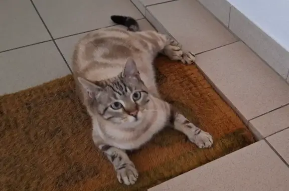 Animaux trouvés Danjoutin, photo: Chat perdu Rue du Coteau, Danjoutin