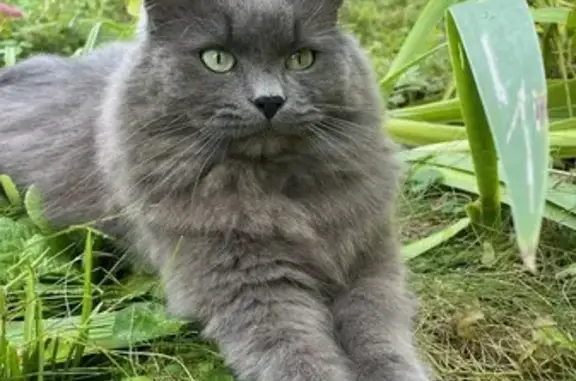 Chat perdu, Nancy, photo: Chat perdu : Malo gris, rue de Villers, Nancy