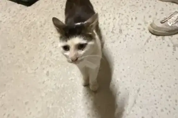 Animaux trouvés , photo: Chat blanc-marron trouvé, maigre et tatoué