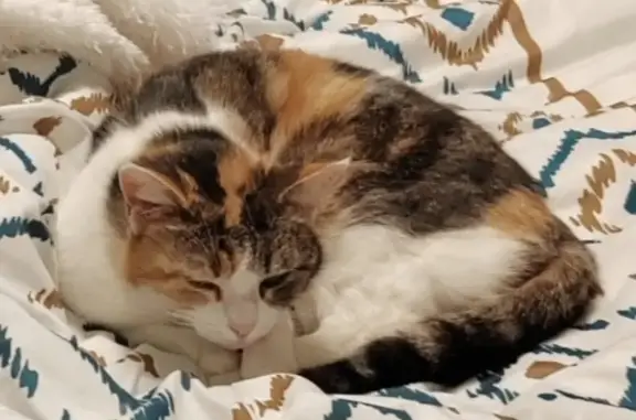 Chatte 9 ans perdue près stade rugby - photo