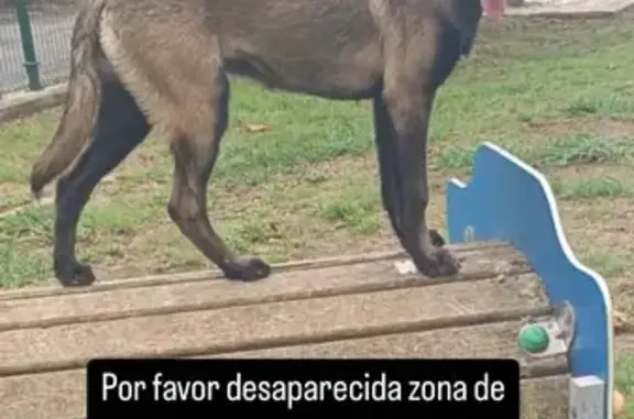 Perro Perdido: Pastor Belga Malinois en Grullos