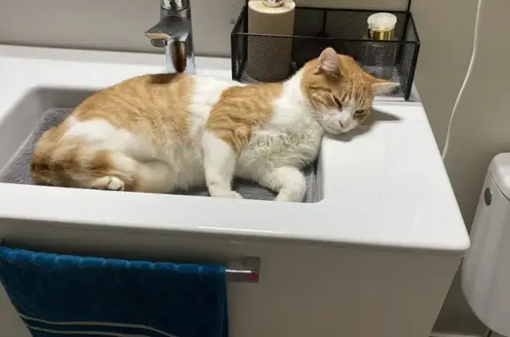 Chat Européen roux et blanc disparu à Maurepas - photo