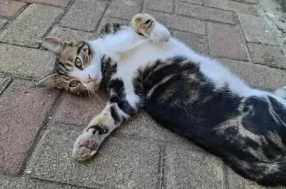 Lost 7-Month Male Cat: Black & White, Kempton