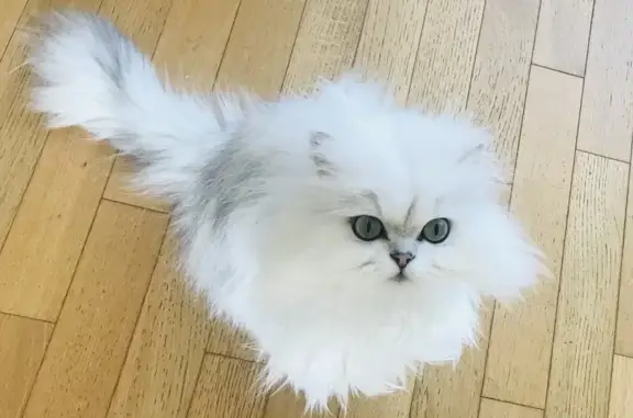 Chat disparu à Soisy-sur-École - photo