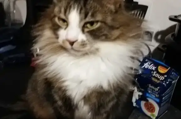 Animaux perdus Vénissieux, photo: Chat mâle perdu, poils longs, 3 couleurs