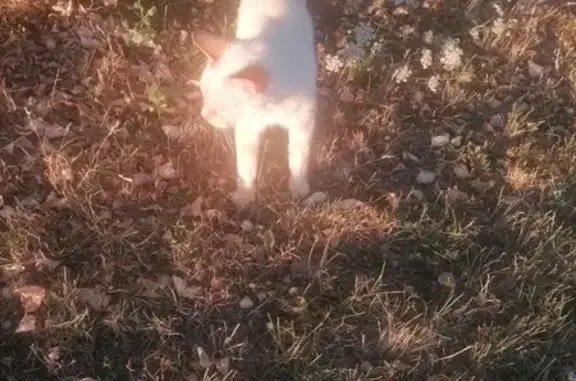Chat mâle beige trouvé, rue de Gobienne - photo