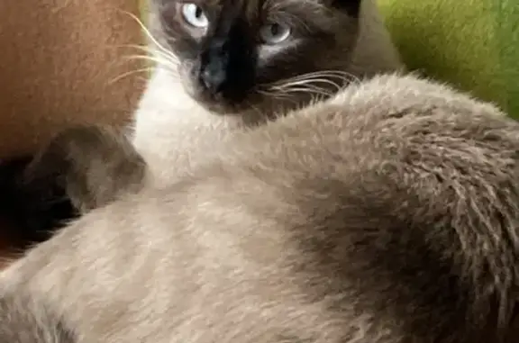 Chat siamois 2 ans perdu à Guipry-Messac - photo