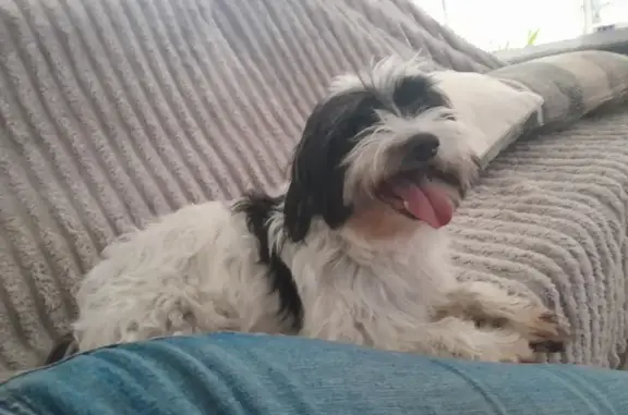 Chien perdu Cornebarrieu, photo : Chien perdu: blanc/noir, 11 ans, collier bleu
