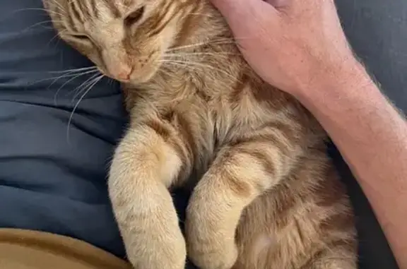 Missing cat , photo: Missing Ginger Cat - Recovering from Surgery