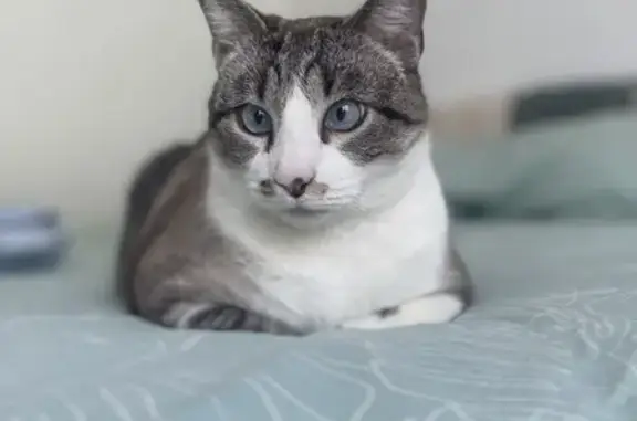 Animaux perdus , photo: Chat blanc tacheté gris perdu à Saint-Hilaire