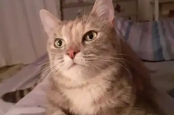 Chat perdu, , photo: Chat Européen femelle disparue à Vaugines