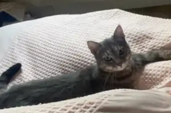 Chat perdu, Nouvelle-Aquitaine, photo: Chat gris femelle disparu à Bouhet