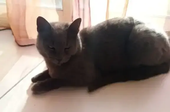 Animaux perdus Prinquiau, photo: Chatte grise stérilisée disparue à Prinquiau