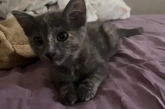 Chat trouvé Poitiers, photo: Chaton femelle trouvé avec harnais rose